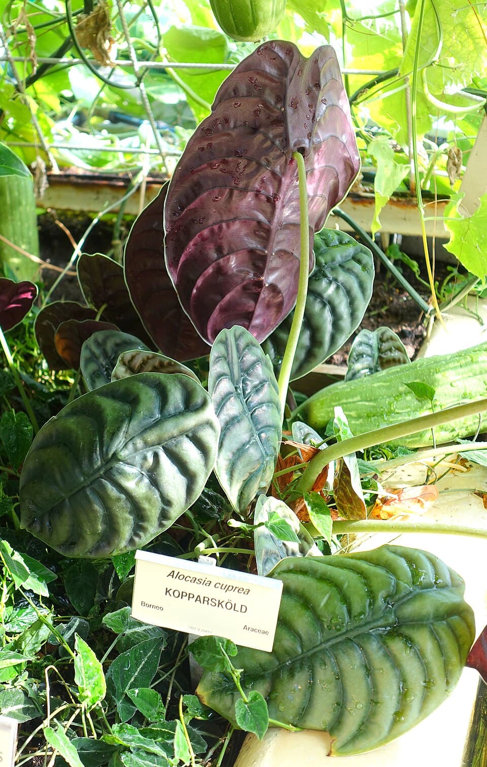 Alocasia Cuprea (Alocasia cuprea)