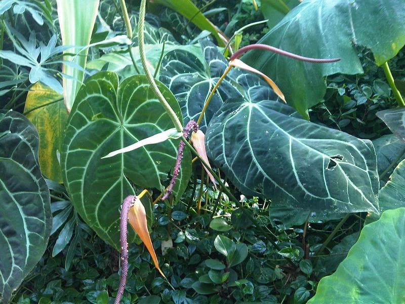 Anthurium Crystallinum (Anthurium crystallinum)