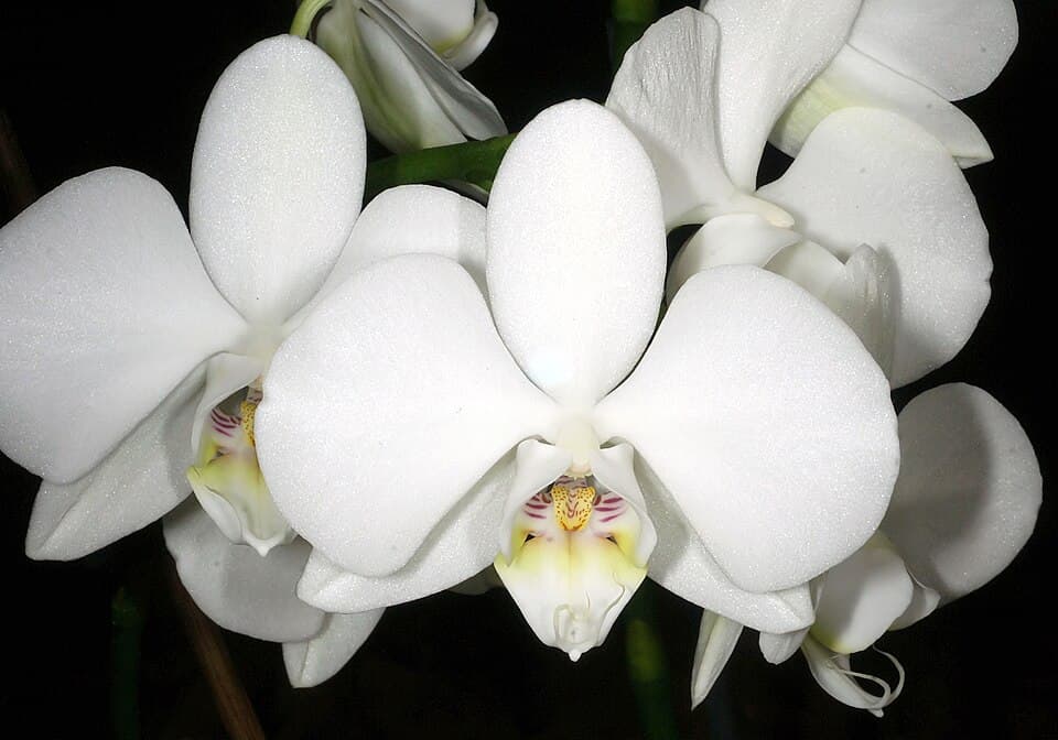 Moon orchid (Phalaenopsis amabilis)