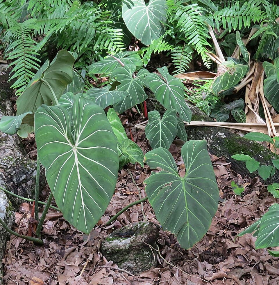 Philodendron Gloriosum (Philodendron gloriosum)