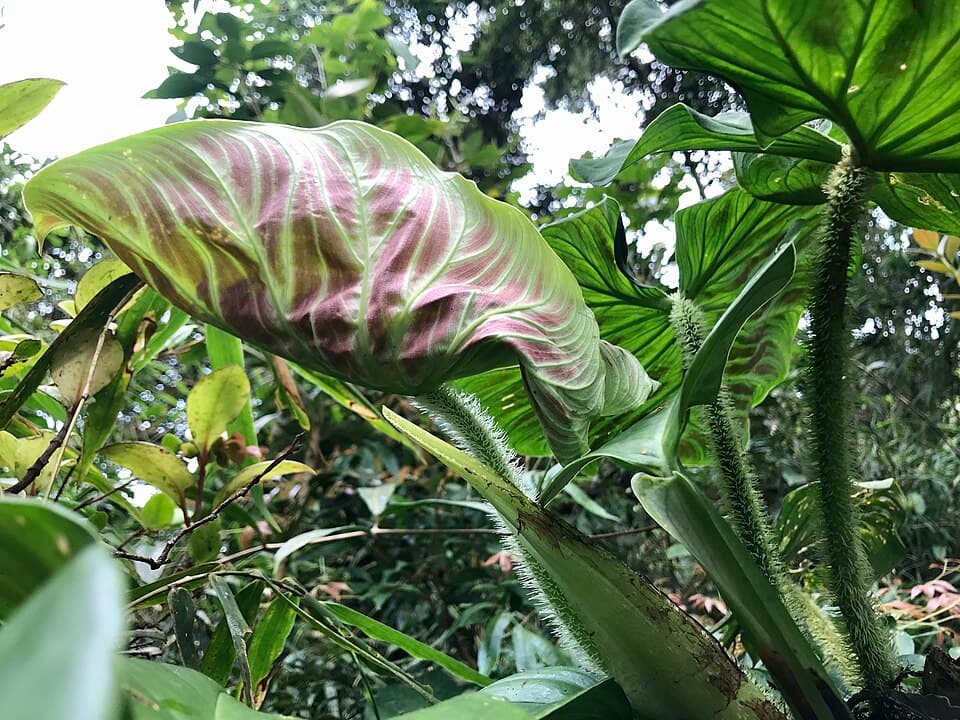 Philodendron Verrucosum (Philodendron verrucosum)