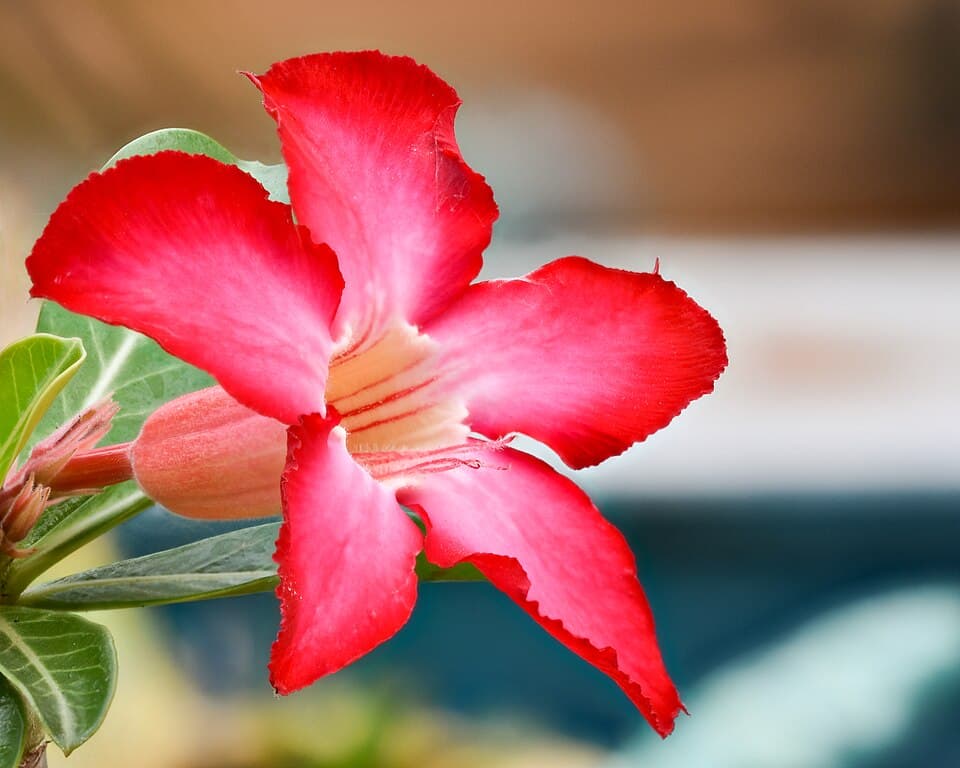Adenium Obesum (Adenium obesum)