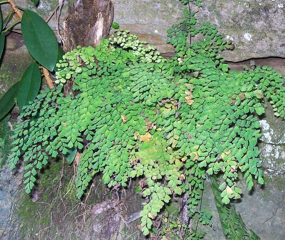 Aethiopicum maidenhair fern (Adiantum aethiopicum)