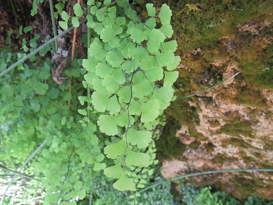 Adiantum Capillus-Veneris (Adiantum capillus-veneris)