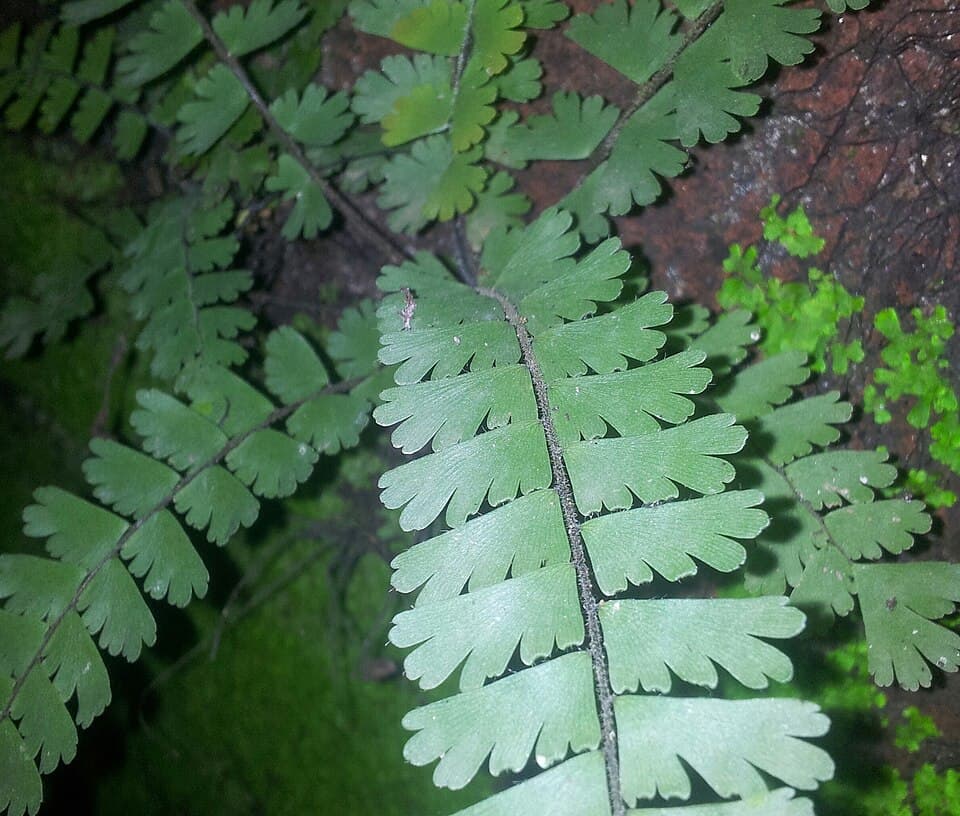 Adiantum Caudatum (Adiantum caudatum)