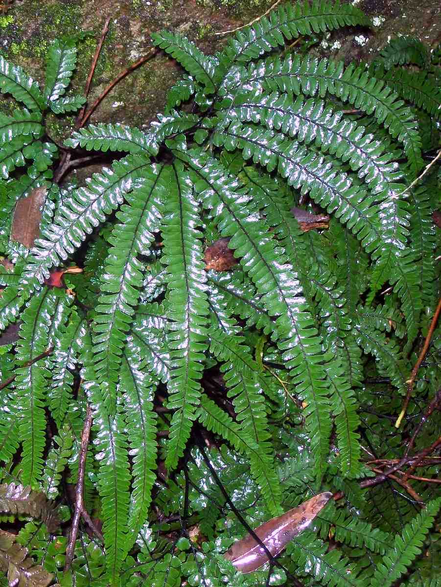 Adiantum Hispidulum (Adiantum hispidulum)
