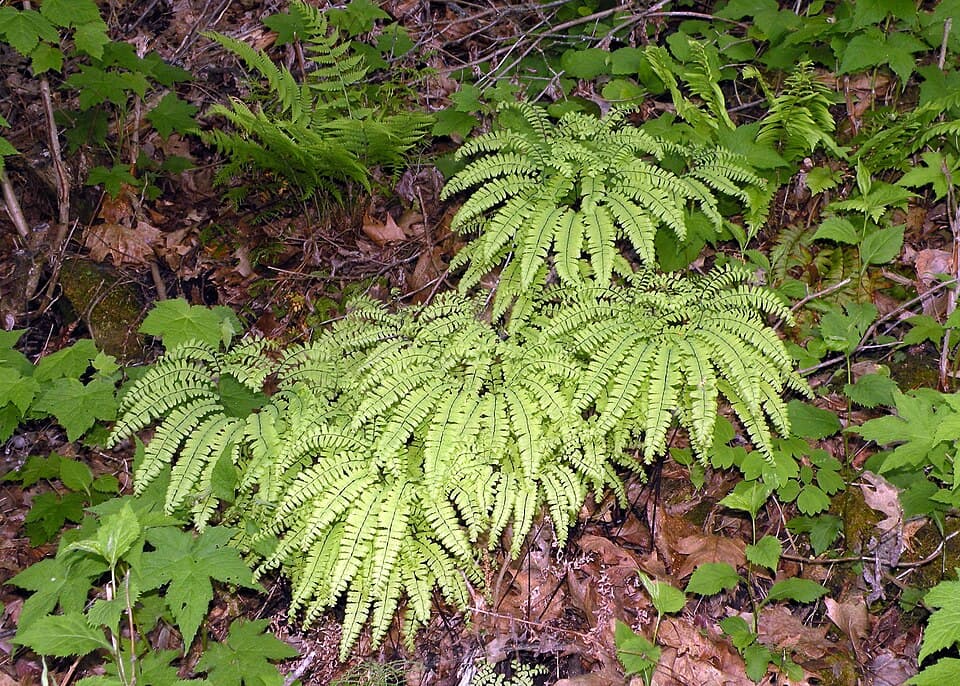Adiantum Pedatum (Adiantum pedatum)