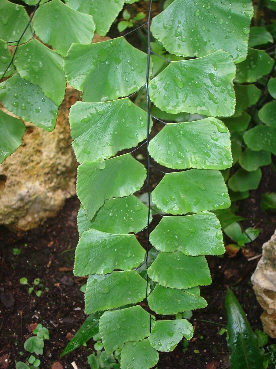Adiantum Peruvianum (Adiantum peruvianum)
