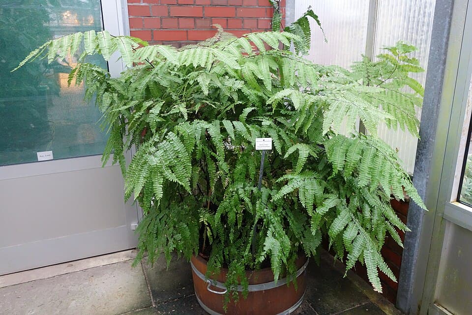 Adiantum Polyphyllum (Adiantum polyphyllum)