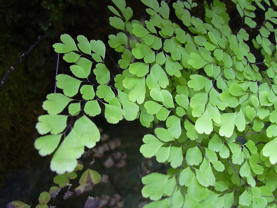 Adiantum Raddianum (Adiantum raddianum)