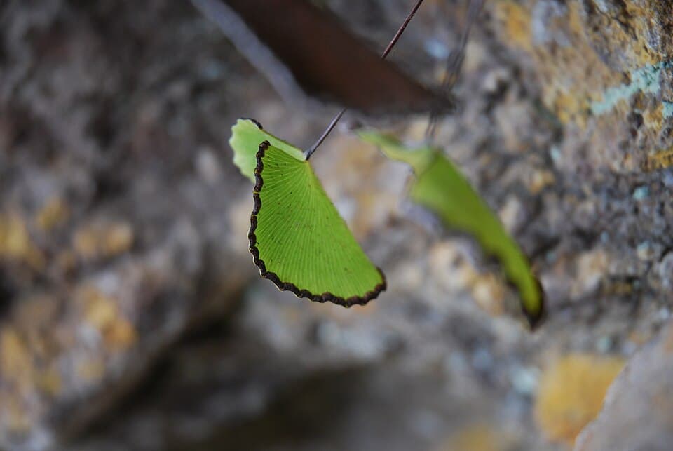 Adiantum Reniforme (Adiantum reniforme)