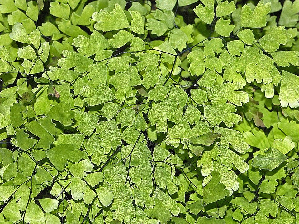 Adiantum Tenerum (Adiantum tenerum)