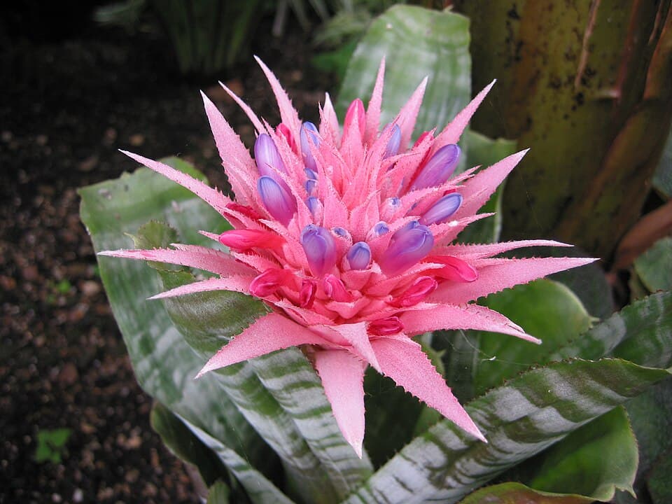 Real representative photograph of Aechmea Fasciata for the Bromeliads category