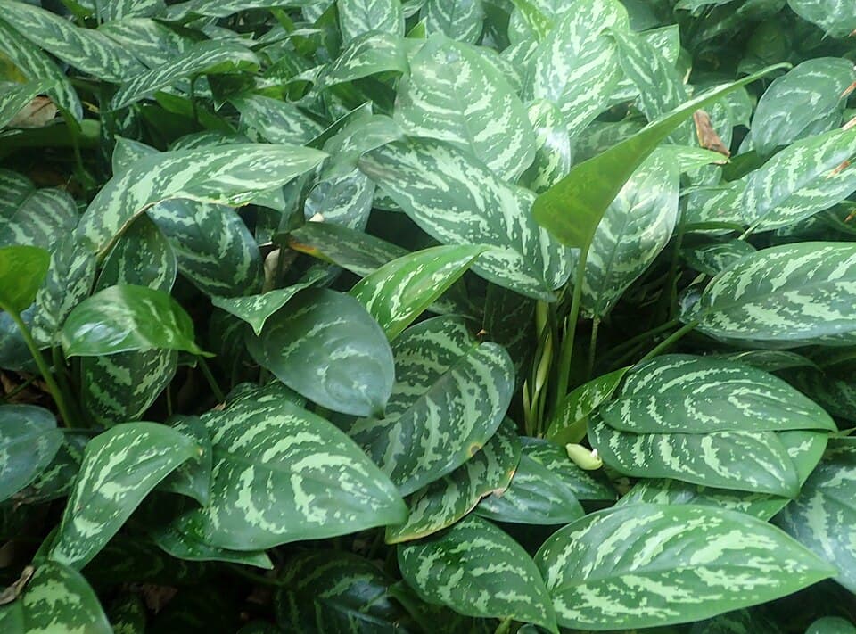 Real representative photograph of Aglaonema Commutatum for the Chinese Evergreen category