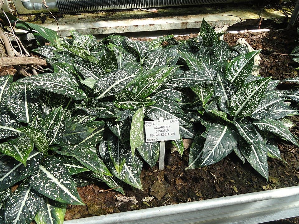 Aglaonema Costatum (Aglaonema costatum)