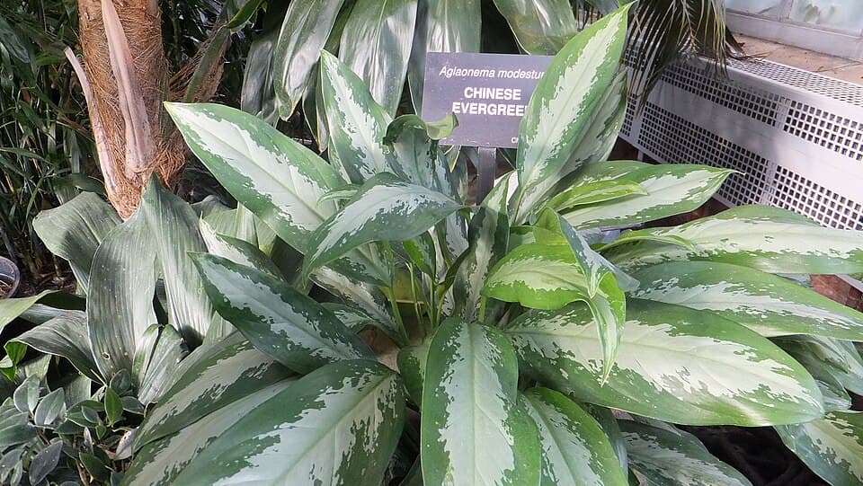 Aglaonema Modestum (Aglaonema modestum)