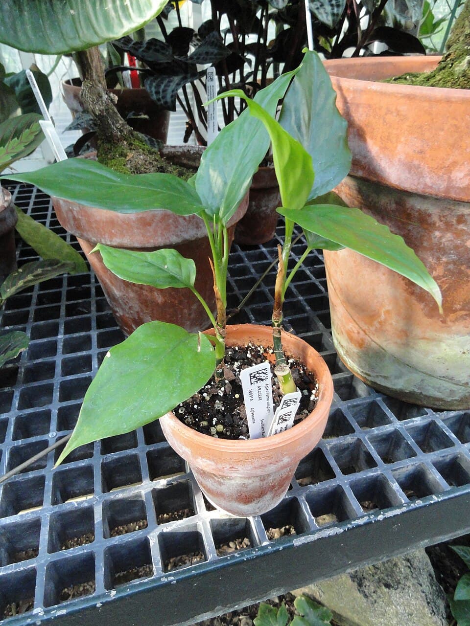 Aglaonema Simplex (Aglaonema simplex)