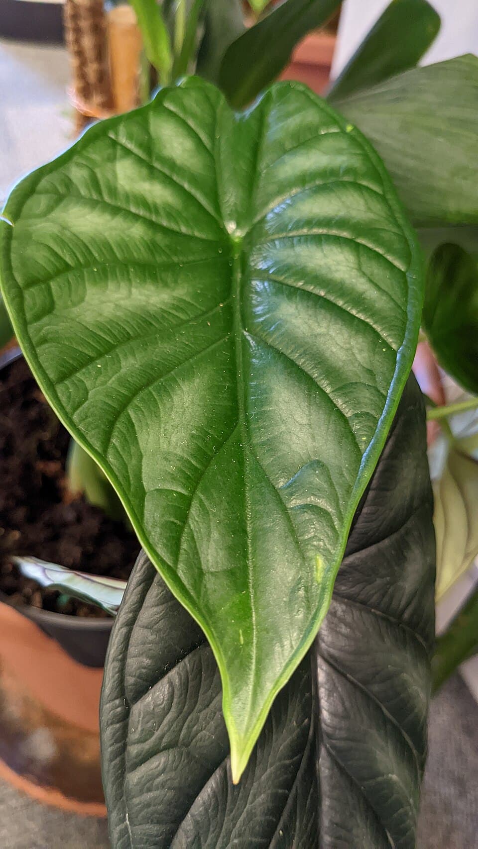 Alocasia Baginda (Alocasia baginda)