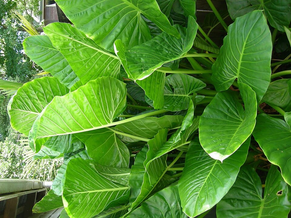 Alocasia Brisbanensis (Alocasia brisbanensis)