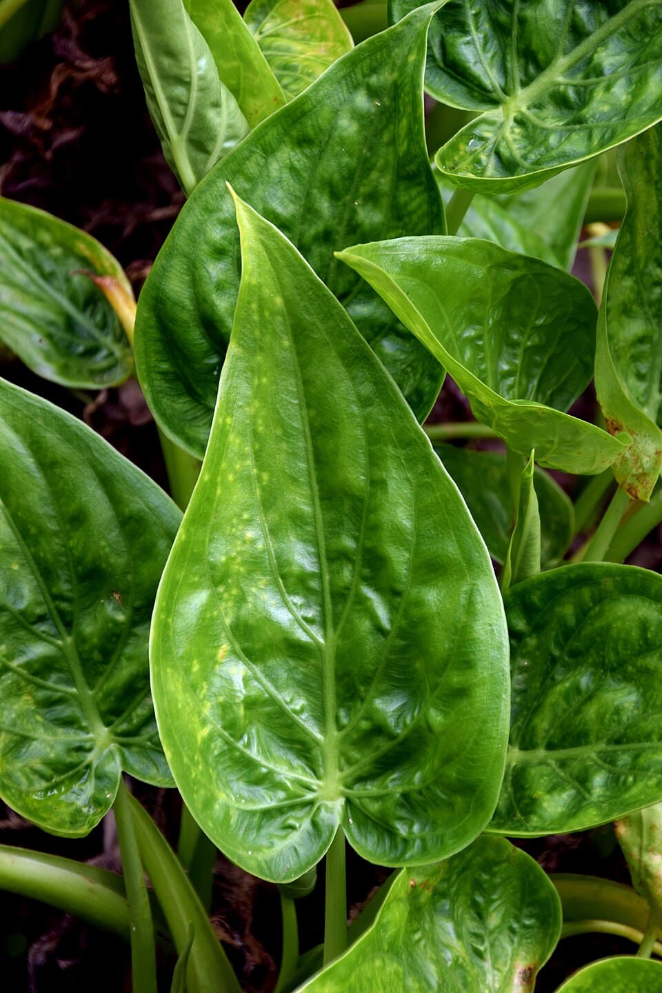 Alocasia Cucullata (Alocasia cucullata)