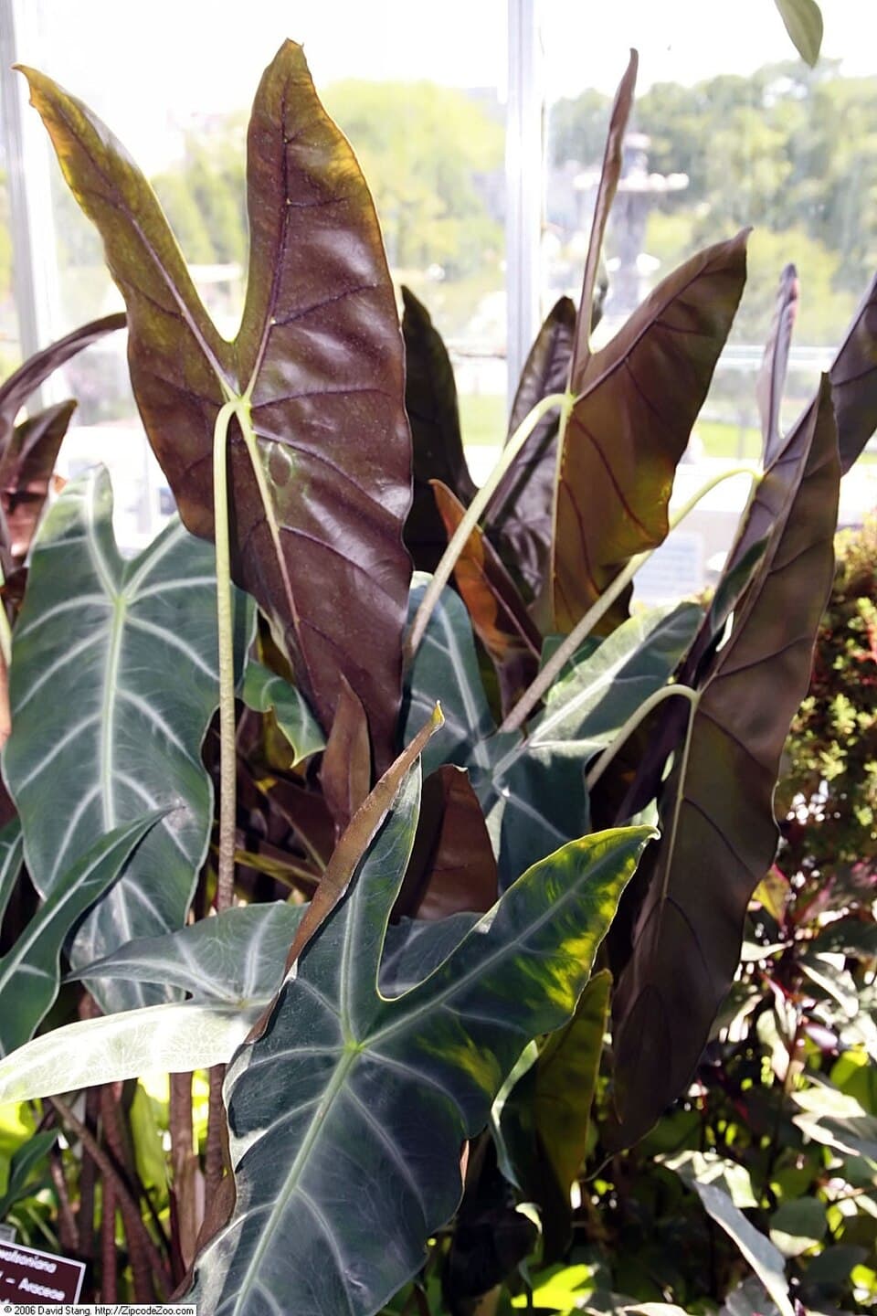 Alocasia Longiloba (Alocasia longiloba)