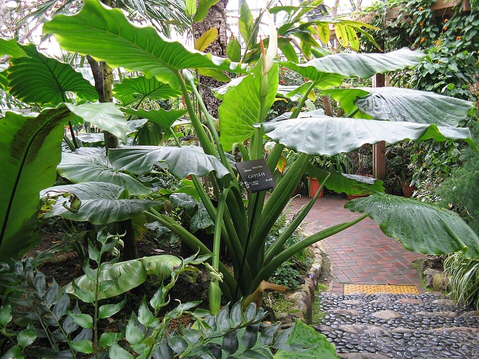 Alocasia Macrorrhizos (Alocasia macrorrhizos)