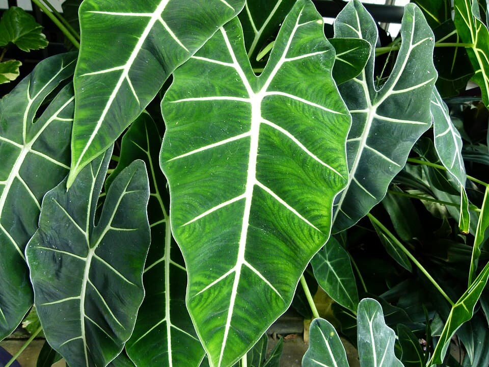 Alocasia Micholitziana (Alocasia micholitziana)
