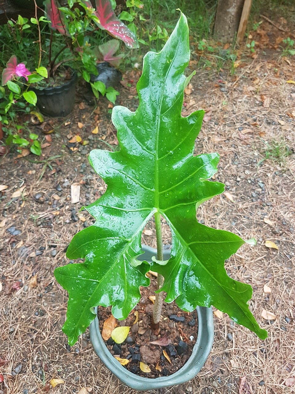 Alocasia Nycteris (Alocasia nycteris)