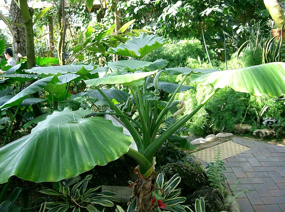 Alocasia Odora (Alocasia odora)