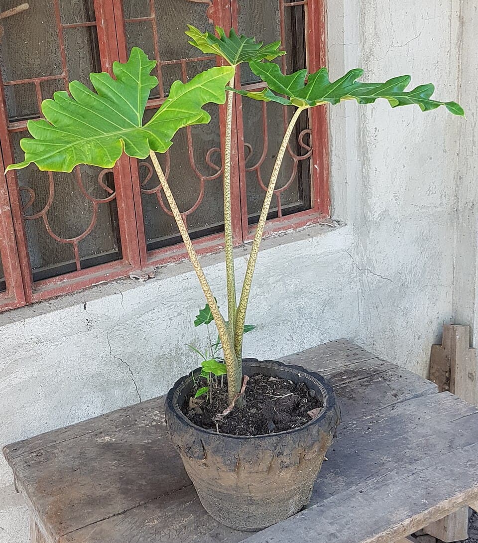 Alocasia Portei (Alocasia portei)