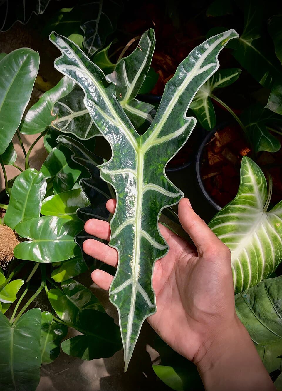 Alocasia Sanderiana (Alocasia sanderiana)