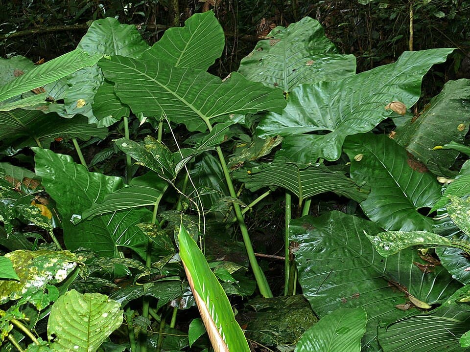 Alocasia Sarawakensis (Alocasia sarawakensis)