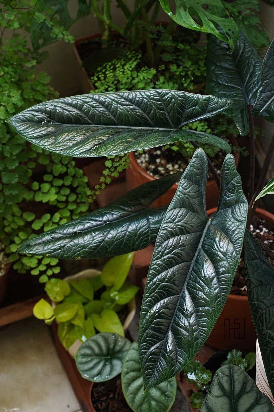 Alocasia Scalprum (Alocasia scalprum)