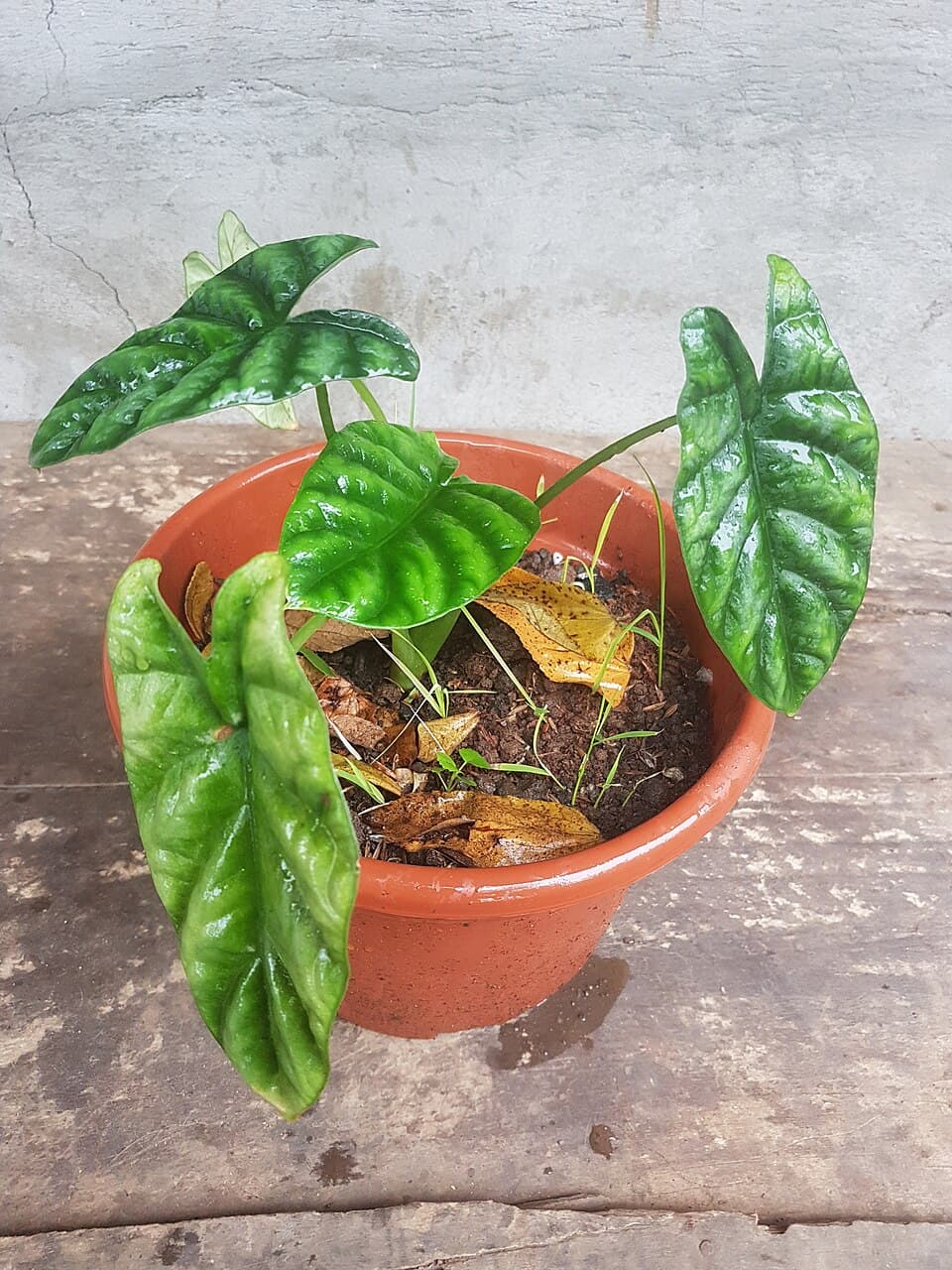 Alocasia Sinuata (Alocasia sinuata)