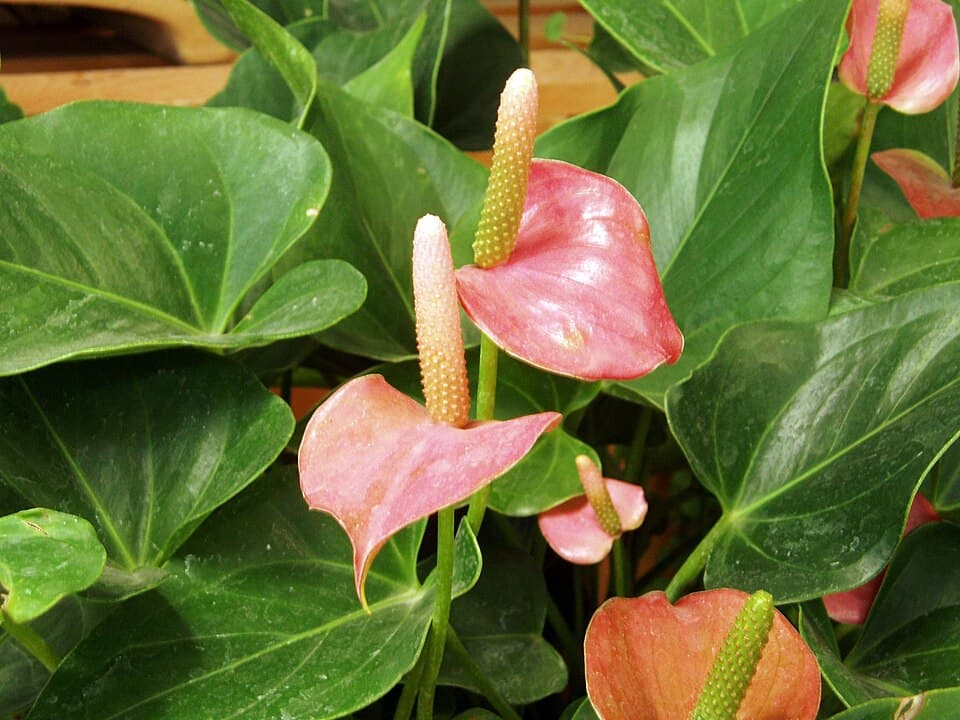 Real photograph of Anthurium Andraeanum (Anthurium andraeanum)