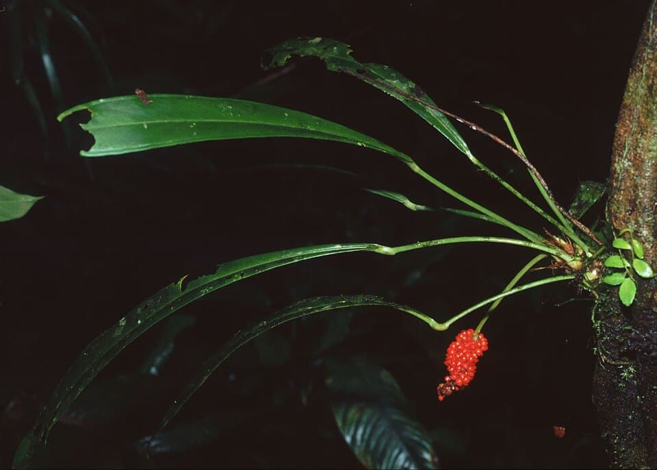 Anthurium Bakeri (Anthurium bakeri)