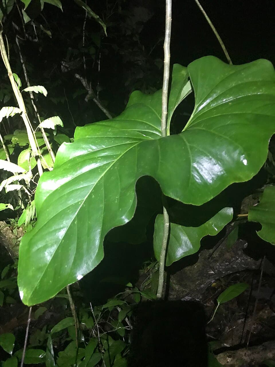 Anthurium Brownii (Anthurium brownii)