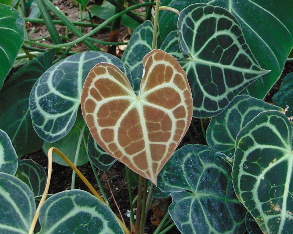 Real photograph of Anthurium Clarinervium (Anthurium clarinervium)