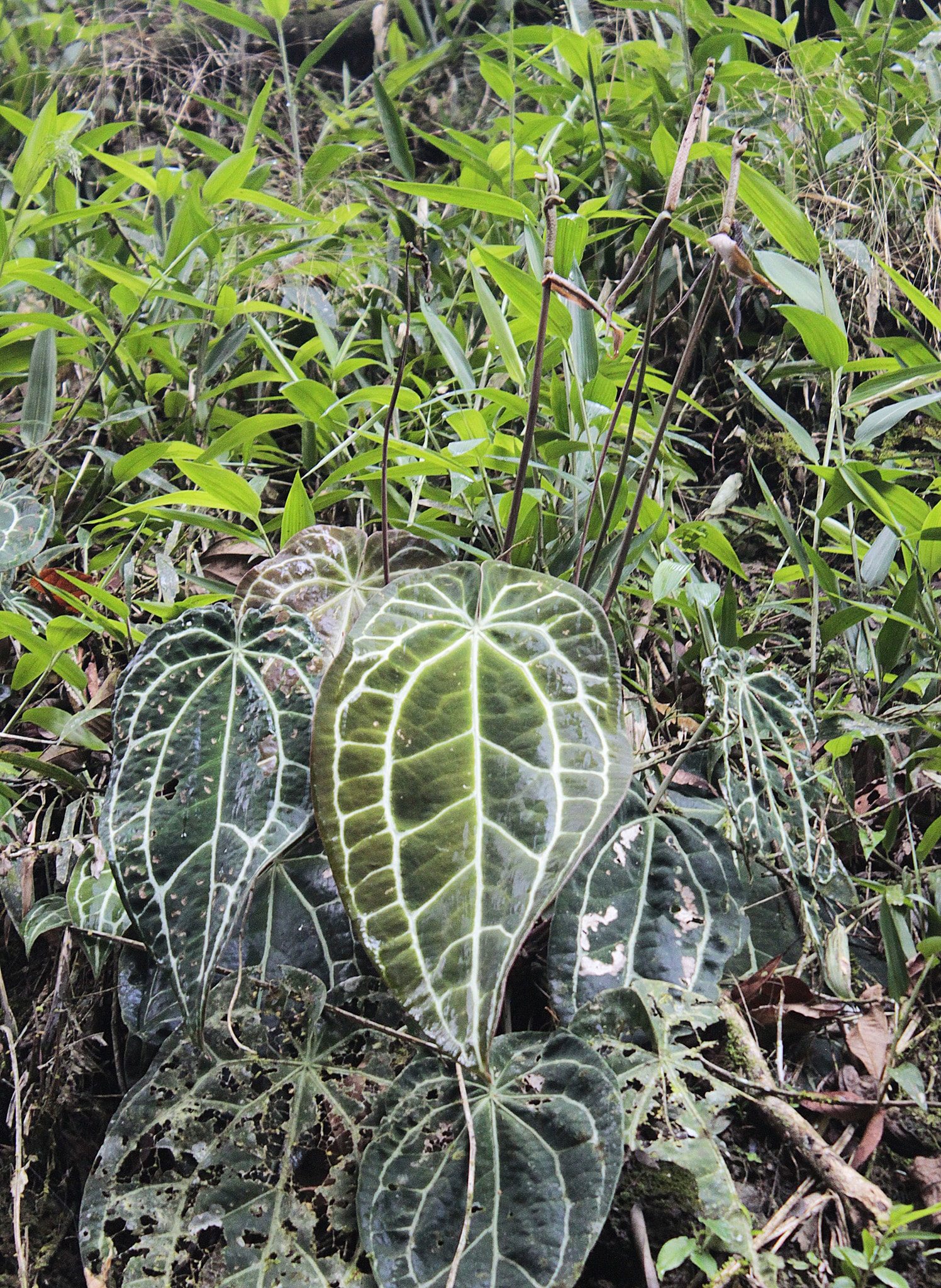 Crystallinum anthurium (Anthurium crystallinum)