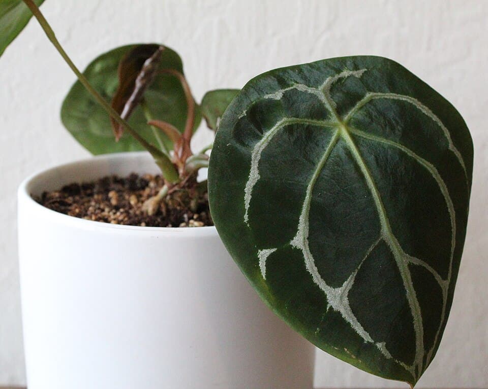 Anthurium Forgetii (Anthurium forgetii)