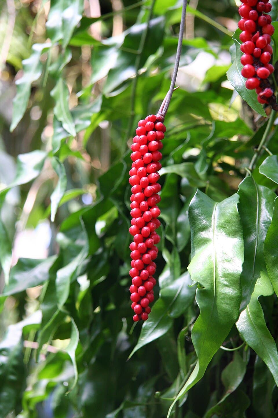 Anthurium Gracile (Anthurium gracile)