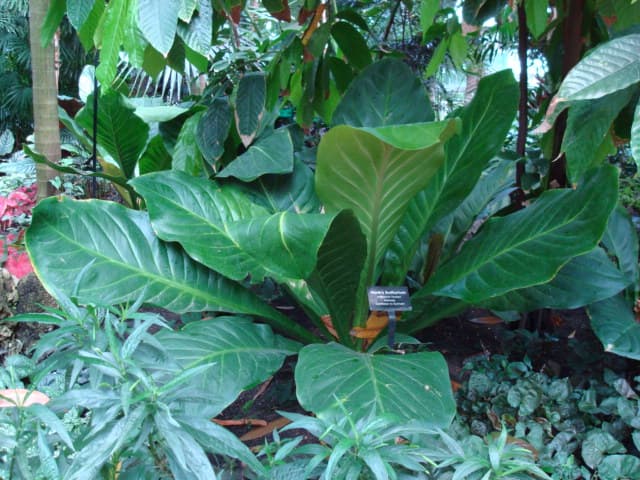 Anthurium Hookeri (Anthurium hookeri)