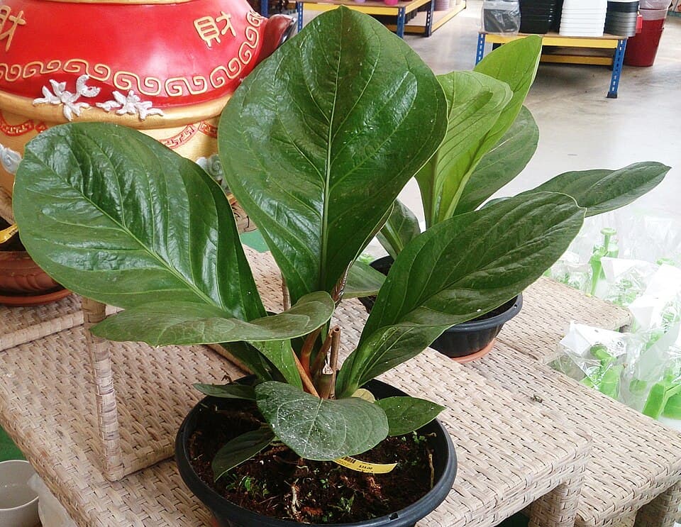 Anthurium Jenmanii (Anthurium jenmanii)