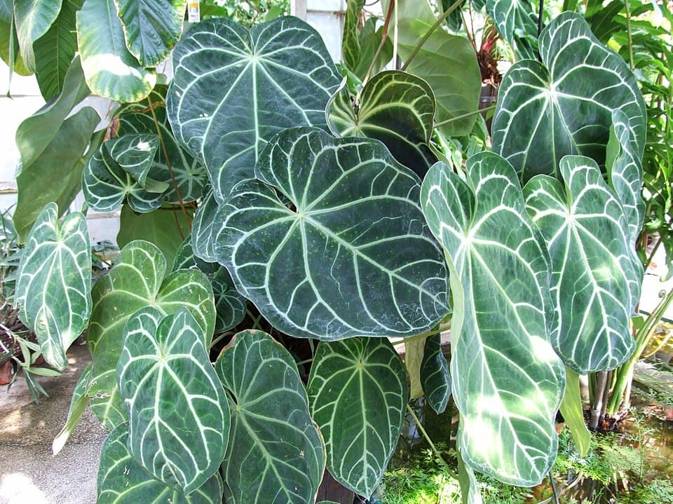 Real photograph of Anthurium Magnificum (Anthurium magnificum)