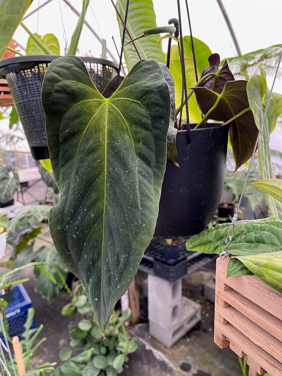 Anthurium Papillilaminum (Anthurium papillilaminum)