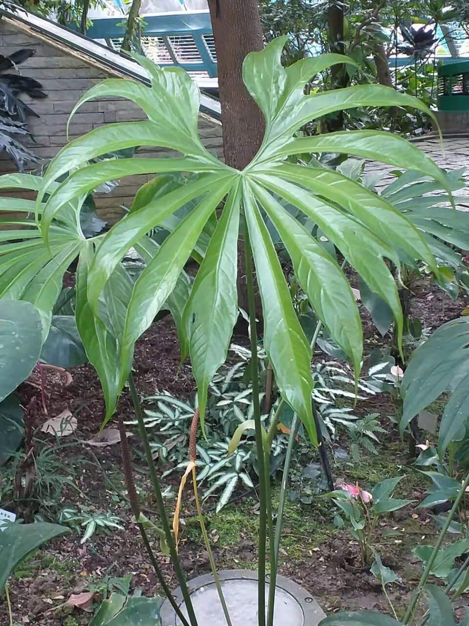 Anthurium Pedatoradiatum (Anthurium pedatoradiatum)
