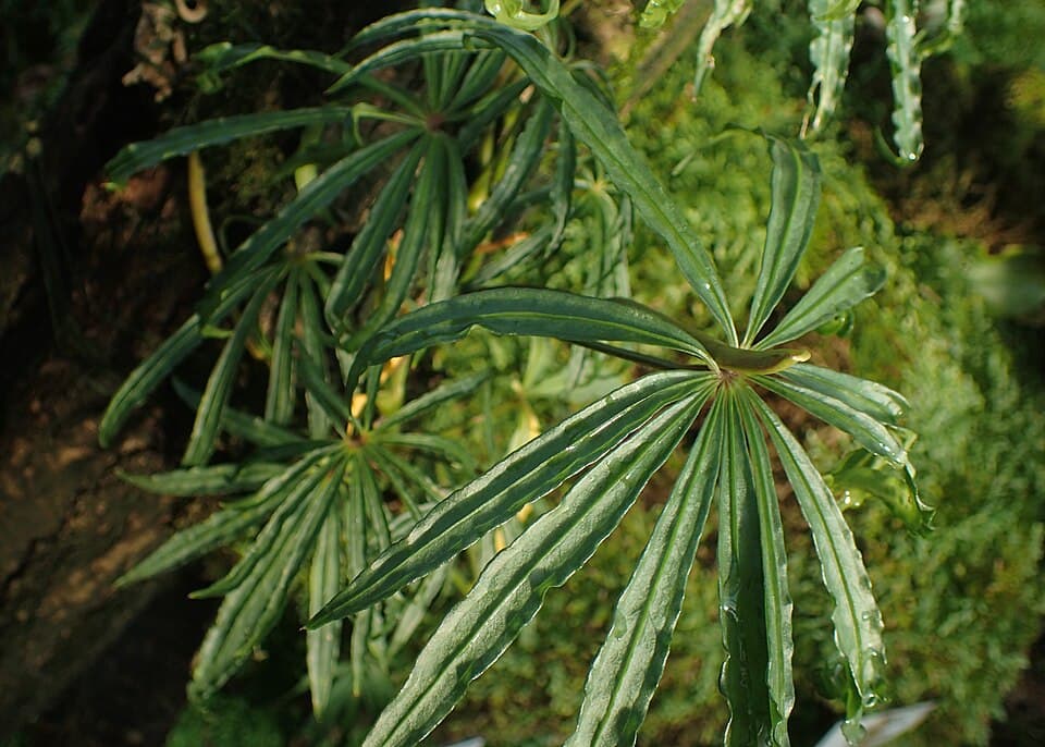 Anthurium Polyschistum (Anthurium polyschistum)