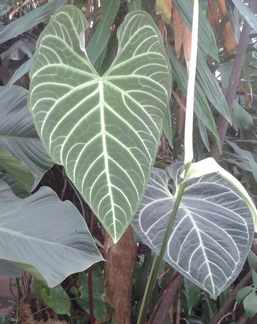 Anthurium Regale (Anthurium regale)