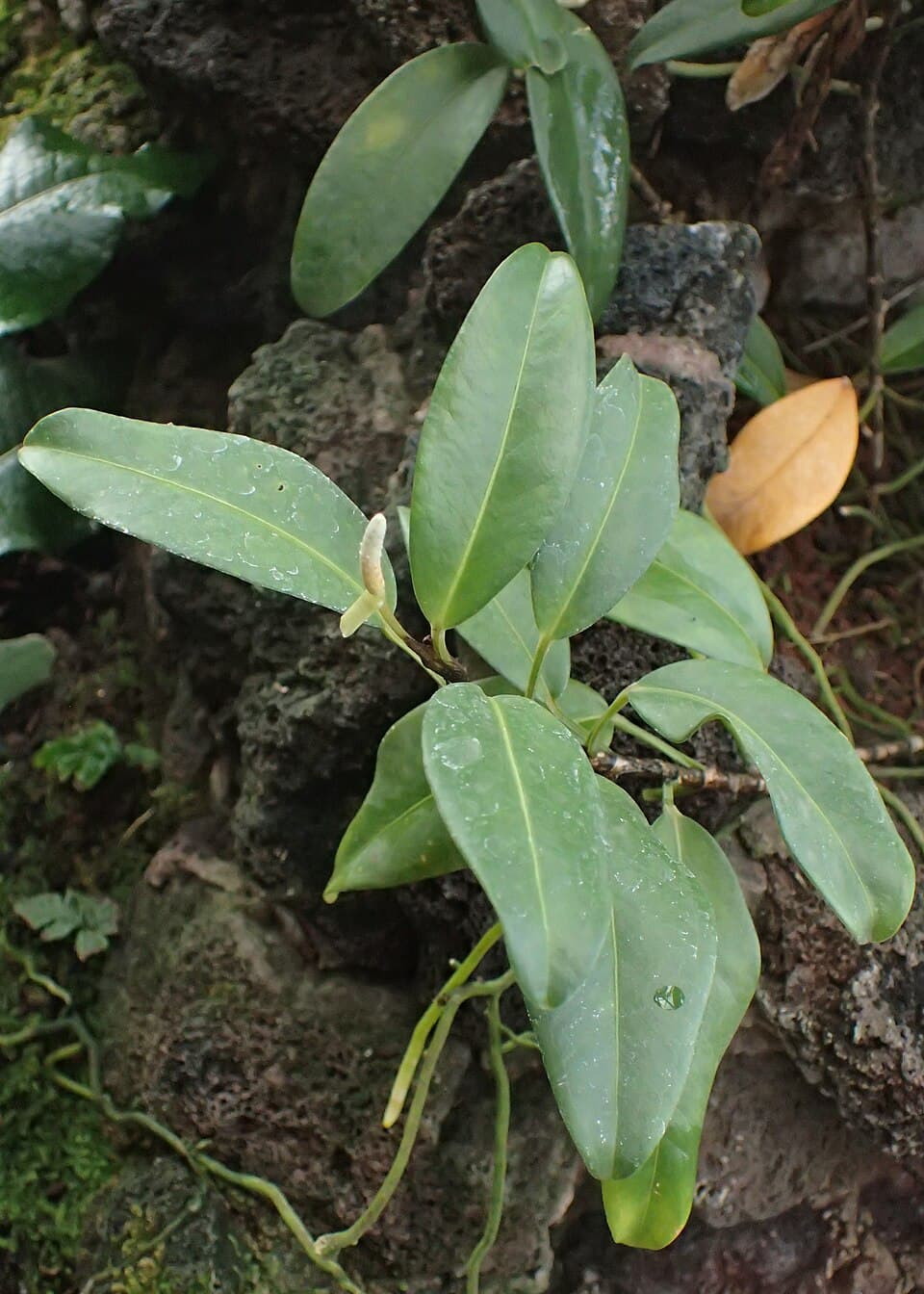 Anthurium Scandens (Anthurium scandens)
