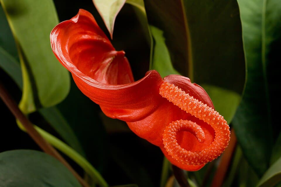Anthurium Scherzerianum (Anthurium scherzerianum)